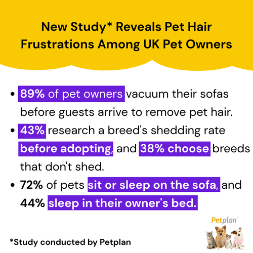 FurFree Glove - Quick Pet Hair Removal – The UK’s Favourite Pet Hair Solution