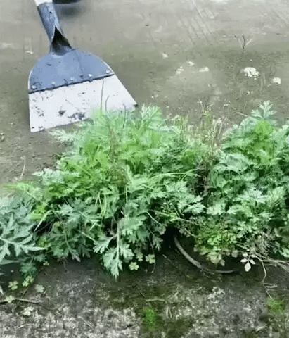 Is Your Garden